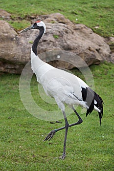 Red-crowned crane Grus japonensis