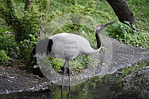 The Red-crowned crane, Grus Japonensis bird.