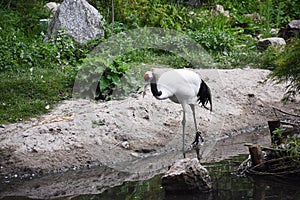 The Red-crowned crane, Grus Japonensis bird.