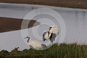 red-crowned crane (Grus japonensis) with chicks, wildlife Hokkaido Japan