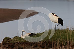 red-crowned crane (Grus japonensis) with chicks, wildlife Hokkaido Japan