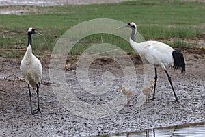 red-crowned crane (Grus japonensis) with chicks, wildlife Hokkaido Japan