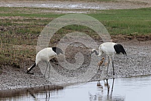 red-crowned crane (Grus japonensis) with chicks, wildlife Hokkaido Japan