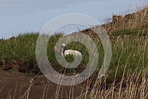 red-crowned crane (Grus japonensis) with chicks, wildlife Hokkaido Japan