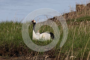 red-crowned crane (Grus japonensis) with chicks, wildlife Hokkaido Japan