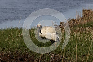 red-crowned crane (Grus japonensis) with chicks, wildlife Hokkaido Japan