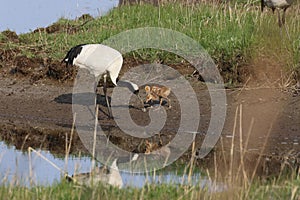 red-crowned crane (Grus japonensis) with chicks, wildlife Hokkaido Japan