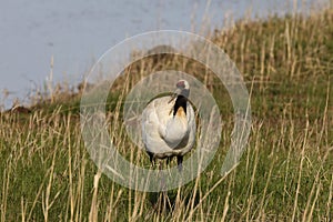 red-crowned crane (Grus japonensis) with chicks, wildlife Hokkaido Japan