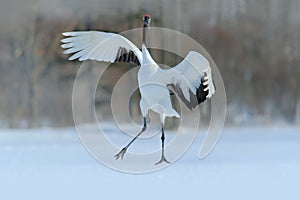 Red-crowned crane, Grus japonensis, flying white bird with open wing, with snow storm, winter scene, Hokkaido, Japan photo