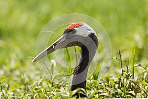 Red-crowned crane Grus japonensis head and neck