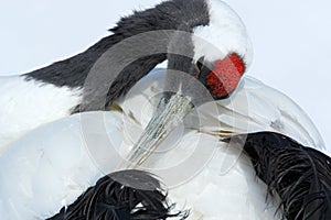 Red-crowned crane, Grus japonensis, head portrait with white and back plumage, winter scene, Hokkaido, Japan