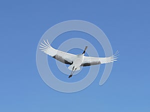 Red-crowned crane (Grus japonensis), Hokkaido