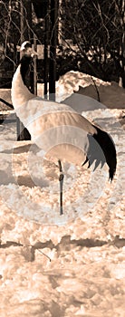 The red-crowned crane Grus japonensis photo