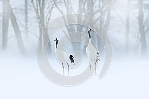 Red-crowned crane, Grus japonensis, walking in the snow, Hokkaido, Japan. Beautiful bird in the nature habitat. Wildlife scene fro photo