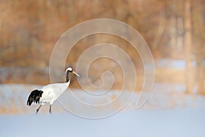 Red-crowned crane, Grus japonensis, walking white with snow storm, winter scene, Hokkaido, Japan. Beautiful bird in the nature hab photo