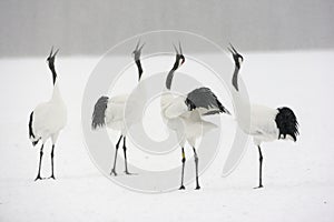 Red-crowned crane or japanese crane, Grus japonensis