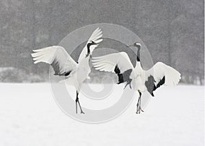 Red-crowned crane or japanese crane, Grus japonensis