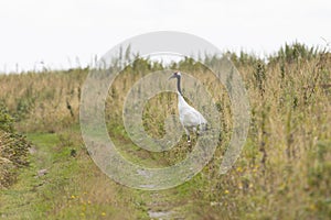 Red-crowned crane. Kunashir Island. South Kuriles