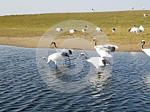 Red - crowned Crane Living in Qiqihar, Northeast China