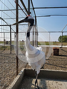 Red - crowned Crane Living in Qiqihar, Northeast China