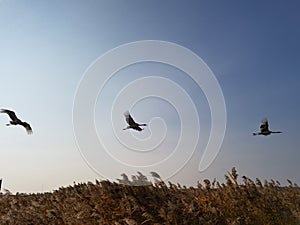 Red - crowned Crane Living in Qiqihar, Northeast China