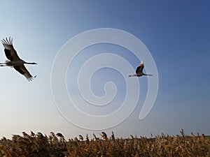 Red - crowned Crane Living in Qiqihar, Northeast China