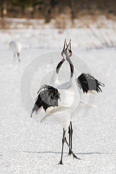 Red-Crowned Crane Pair Merge in Courtship