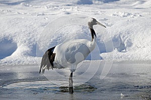 Red-crowned crane on a pond