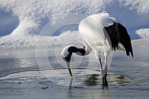 Red-crowned crane on a pond