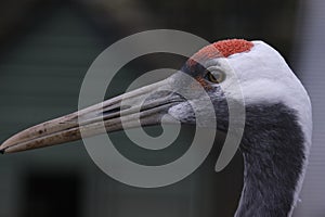 Red Crowned Crane in Profile