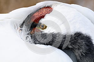 Red-crowned Crane's eyes