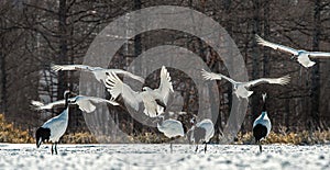 The red-crowned crane . Scientific name: Grus japonensis, also called the Japanese crane or Manchurian crane