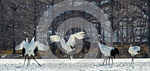 The red-crowned crane . Scientific name: Grus japonensis, also called the Japanese crane or Manchurian crane