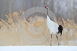 Red-crowned crane in snow meadow, with snow storm, Hokkaido, Japan. Bird walking in snow. Crane dance in nature. Wildlife scene f