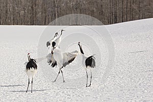 Red-Crowned Crane Taking a Bow