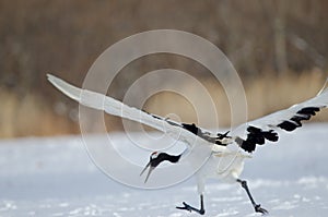 Red-crowned crane taking flight