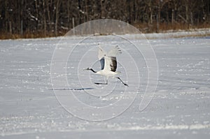 Red-crowned crane taking flight in a snow-covered meadow