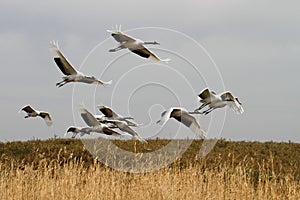 Red-crowned crane to take off