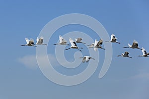 Red-crowned crane to take off