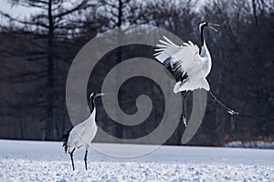 Red-crowned crane in Tsurui village