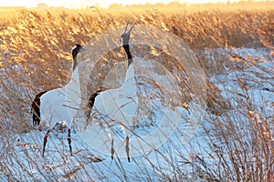 Red-crowned Crane tweet