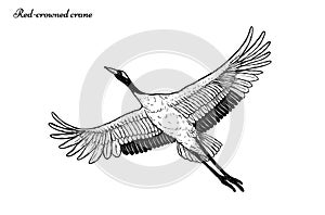 Red-crowned crane vector flying by hand drawing.