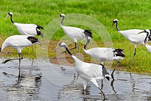 The red - crowned crane in water.