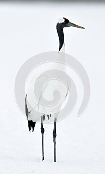 The red-crowned crane on the white snow background.