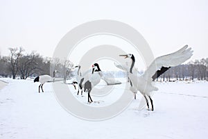 Red crowned crane