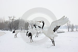 Red crowned crane