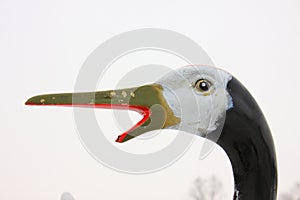 Red crowned crane