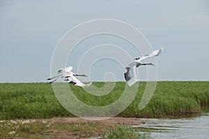 Red-crowned Crane Zhalong wetland nature reserve in the red-crowned crane