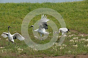 Red-crowned Crane Zhalong wetland nature reserve in the red-crowned crane population