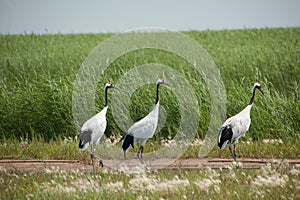 Red-crowned Crane Zhalong wetland nature reserve in the red-crowned crane population